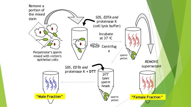 High octane hustler video Isolation of dna from sperm